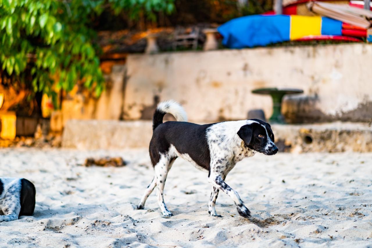Song Lambung Beach Huts Nusa Lembongan  Luaran gambar
